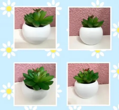 Suculenta