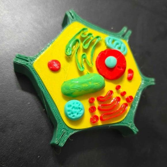 Célula Vegetal 3d Pedagógica Biologia - Maquete