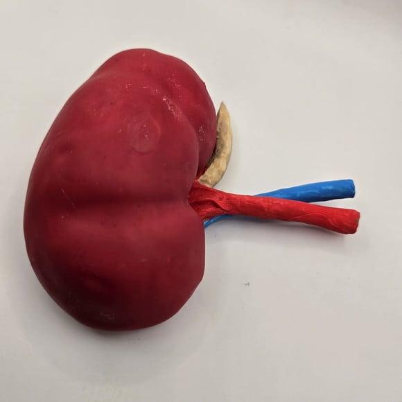 Modelo Anatômico de Rim Confeccionado Manualmente em Biscuit