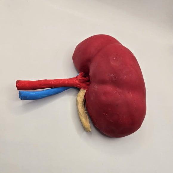 Modelo Anatômico de Rim Confeccionado Manualmente em Biscuit