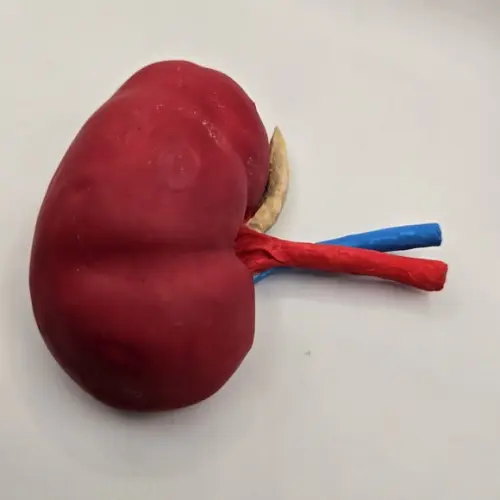 Modelo Anatômico de Rim Confeccionado Manualmente em Biscuit