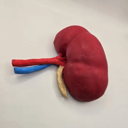Modelo Anatômico de Rim Confeccionado Manualmente em Biscuit