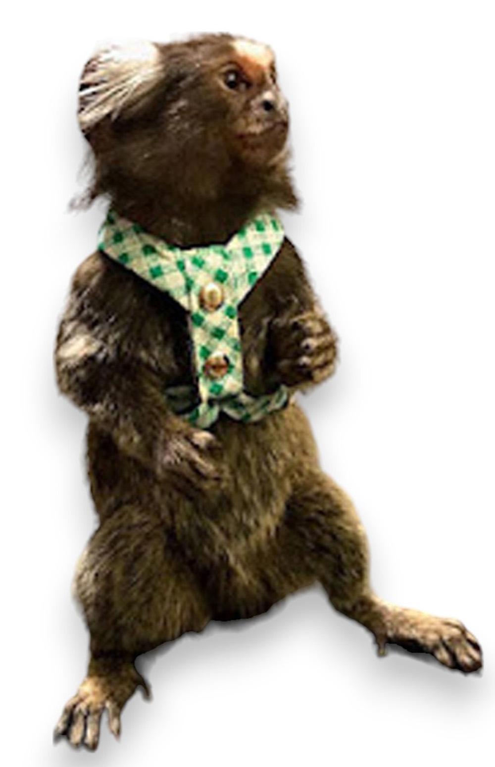 Coleira Peitoral Para Sagui - ( PRONTA ENTREGA )