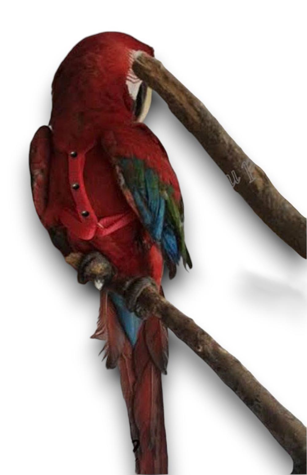 Coleira Peitoral Para Arara