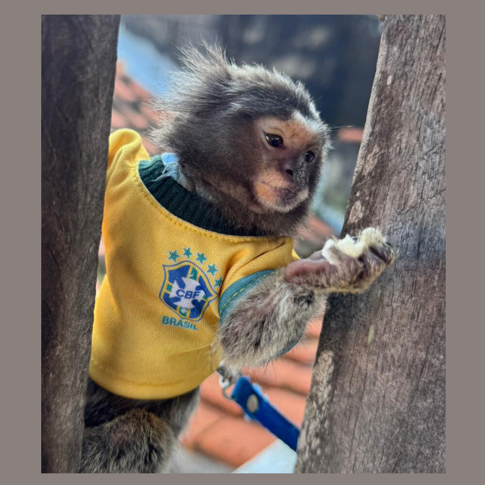 CAMISA PERSONALISADO PARA SAGUI
