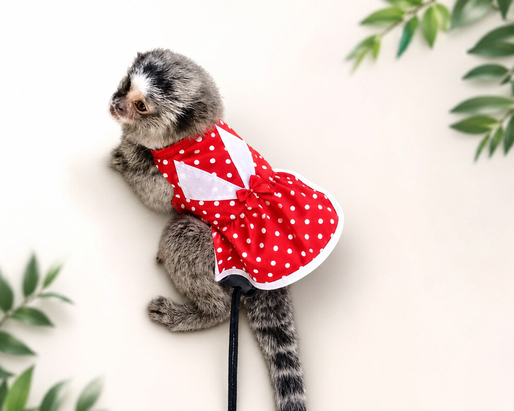 ROUPA COLEIRA PARA SAGUI