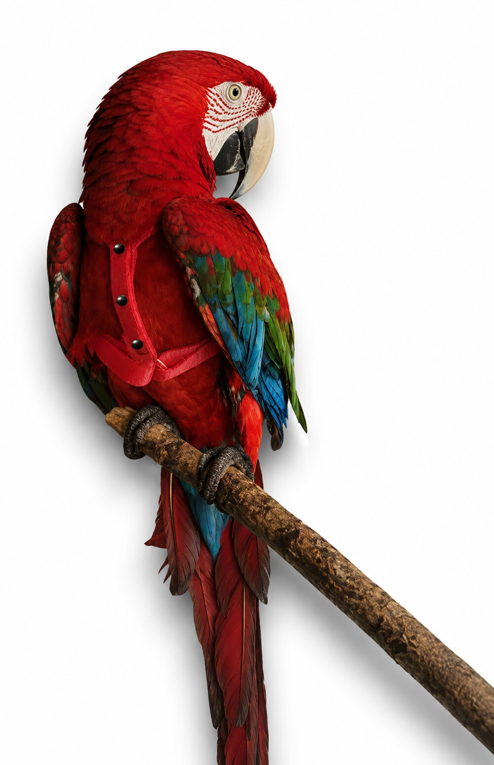 COLEIRA PEITORAL PARA ARARA \ CACATUA