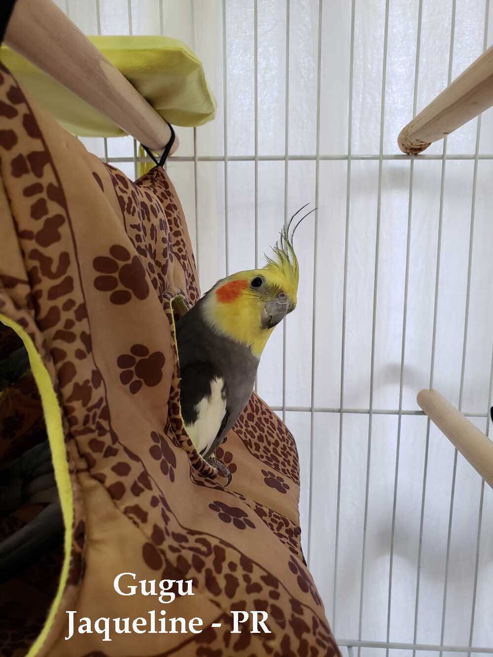 CABANA MOD: MIMO