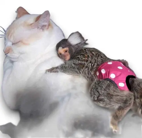 FRALDA PARA SAGUI BEBE (KIT 4 UNID ) PRONTA ENTREGA