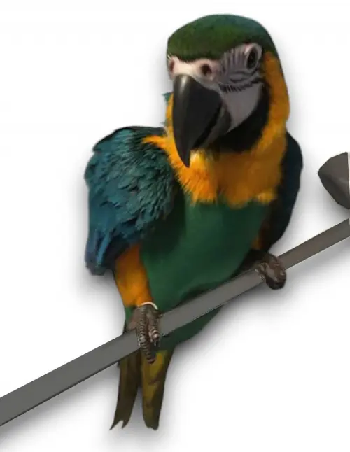 Colete Roupa para Arara