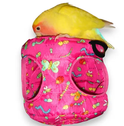 Cabana modelo Dengo pet