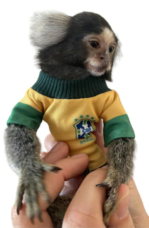 Camiseta time, temática e personalizado  e Fralda para Sagui ( c