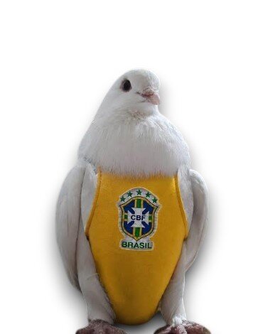 FRALDA PARA AVES