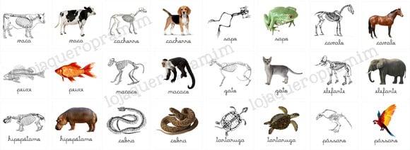 Kit 24 flashcards Animais e esqueletos pareamento montessori