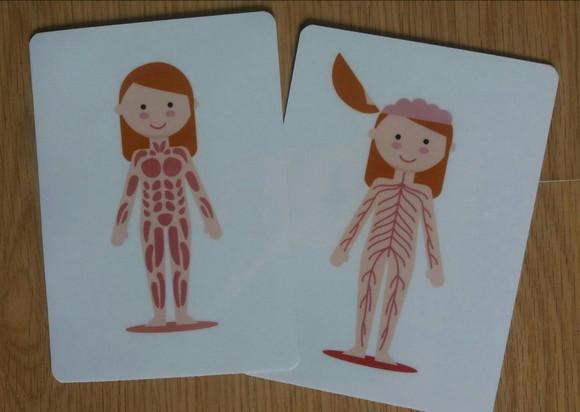 Kit 6 flashcards Corpo Humano metodo montessori
