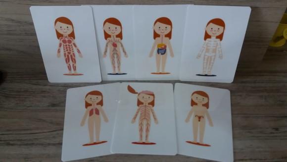Kit 6 flashcards Corpo Humano metodo montessori