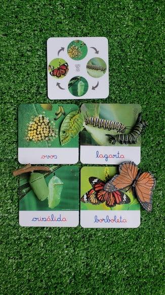 Kit Flashcards Ciclo de Vida Metamorfose da Borboleta Montessori/