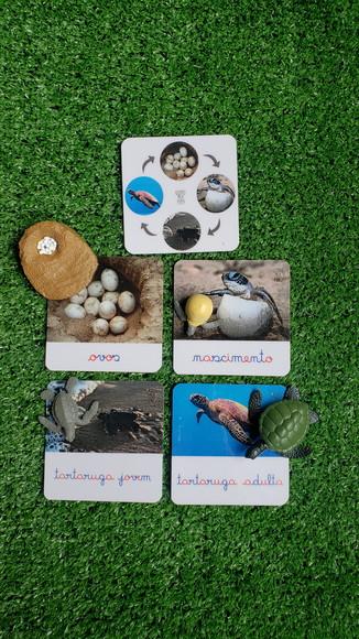 Kit Flashcards Ciclo de Vida Tartaruga Montessori/homeschool