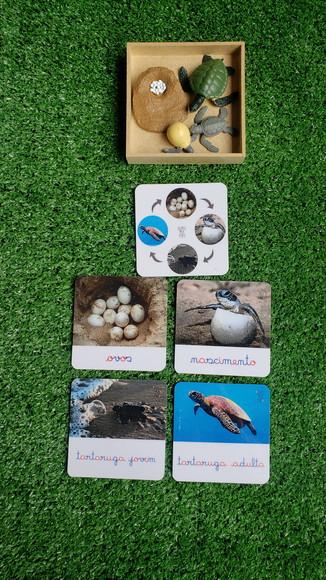 Kit Flashcards Ciclo de Vida Tartaruga Montessori/homeschool