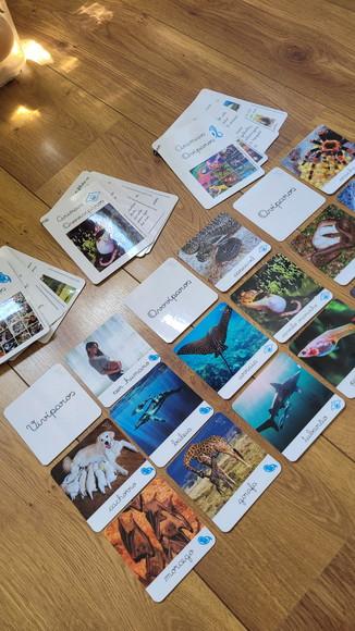 Kit Flashcards com Controle de Erro - Reprodução dos Animais
