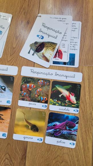 Kit Flashcards com Controle de Erro - Respiração dos Animais