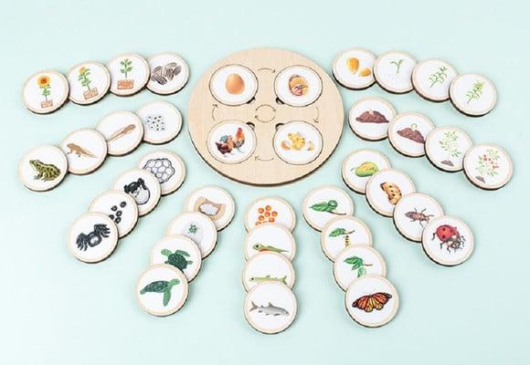 Bandeja para Atividades com Ciclos de Vida - Montessori