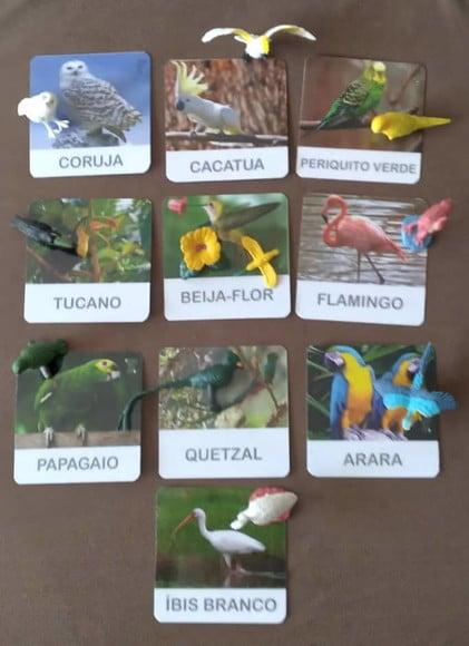 Kit 10 flashcards aves exóticas atividades montessori