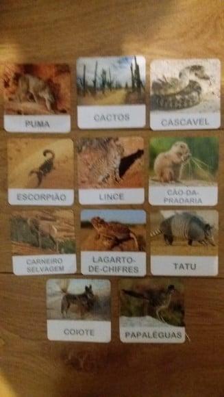 Kit 11 flashcards Animais do Deserto Safari Toob Ltd