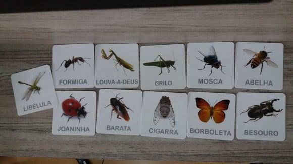 Kit 12 flashcards Insetos para atividades Método montessori