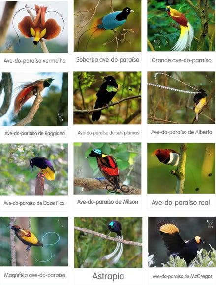 Kit 12 flashcards Aves do Paraíso