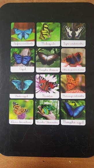Kit 12 Flashcards Montessori Borboletas