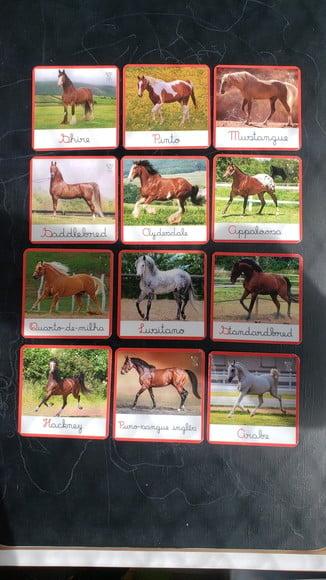 Kit 12 Flashcards Raças de Cavalos Atividades Montessori