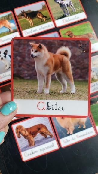 Kit 12 Flashcards Raças de Cachorros Atividades Montessori