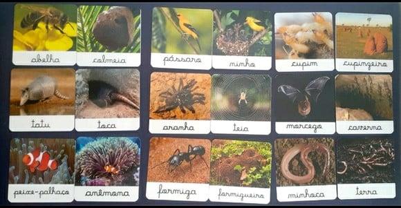 Kit 18 flashcards Animais e seus habitats