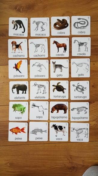 Kit 24 flashcards Animais e esqueletos pareamento montessori