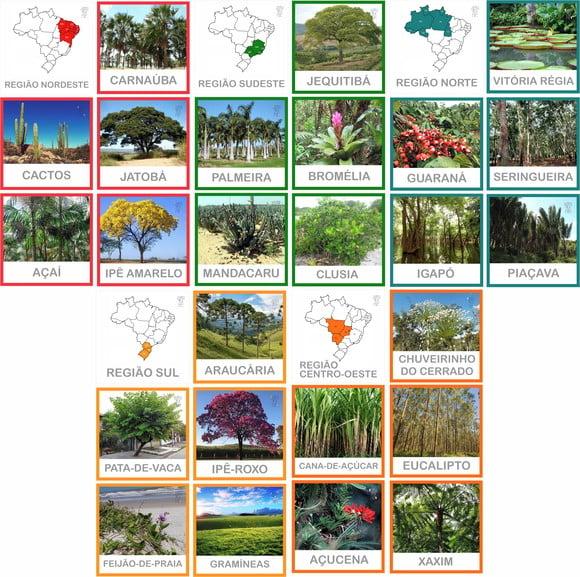 Kit 30 Flashcards Flora do Brasil Por Regiões - Montessori