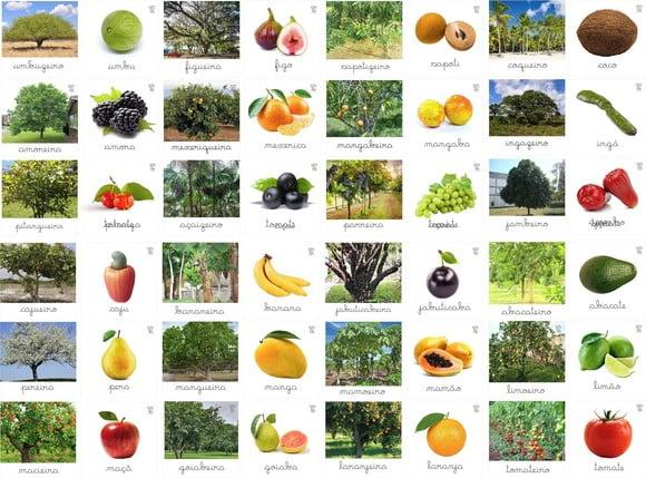 Kit 48 Flashcards da Música Pomar - Palavra Cantada