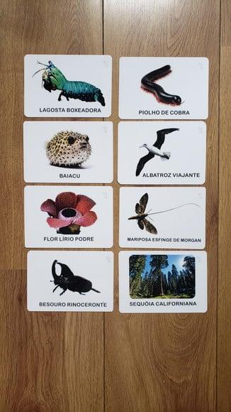 Kit 8 Flashcards Animais Recordistas da Natureza Montessori