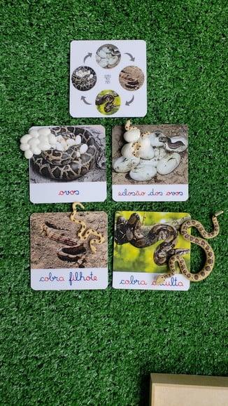 Kit Flashcards Ciclo de Vida Cobra Montessori/homeschool