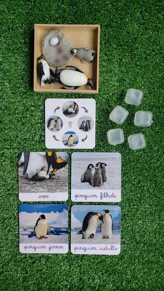Kit Flashcards Ciclo de Vida da Pingui Montessori/homeschool
