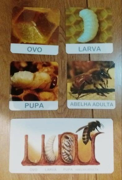 Kit Flashcards Ciclo de Vida da Abelha Montessori/homeschool