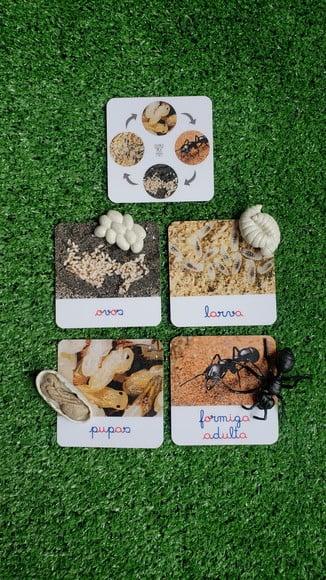 Kit Flashcards Ciclo de Vida Formiga Montessori/homeschool