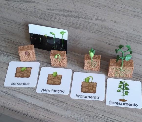 Kit Flashcards Ciclo de Vida Feijão Montessori/homeschool
