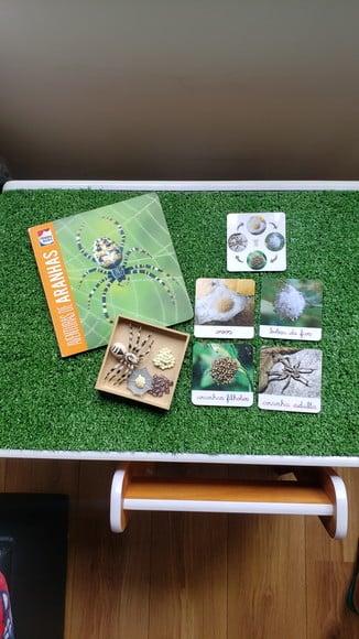 Kit Flashcards Ciclo de Vida da Aranha Montessori/homeschool