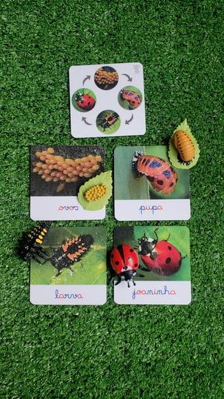 Kit Flashcards Ciclo de Vida Joaninha Montessori/homeschool