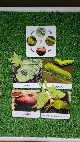 Kit Flashcards Ciclo de Vida Mariposa Montessori/homeschool