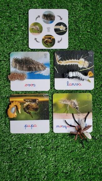 Kit Flashcards Ciclo de Vida Mosquito Montessori/homeschool