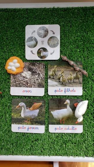 Kit Flashcards Ciclo de Vida Pato Montessori/homeschool
