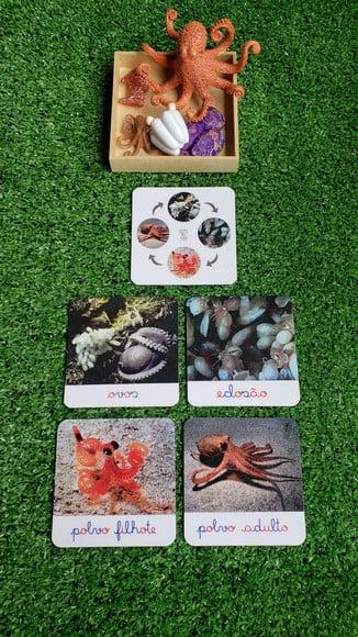 Kit Flashcards Ciclo de Vida Polvo Montessori/homeschool