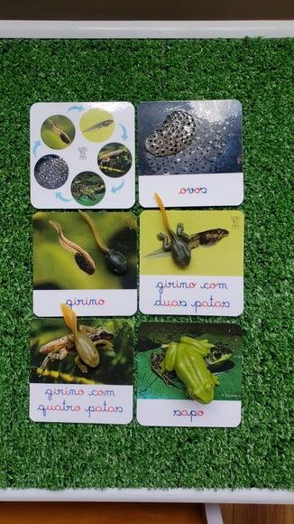 Kit Flashcards Ciclo de Vida Sapo Girino Montessori/homescho